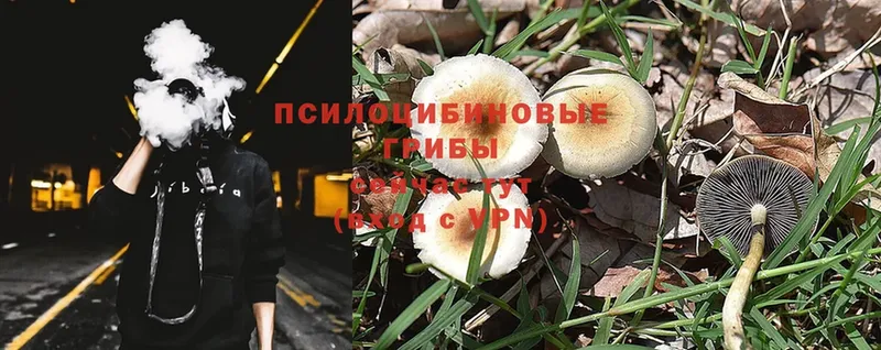 blacksprut ссылки  Беломорск  Псилоцибиновые грибы Cubensis 